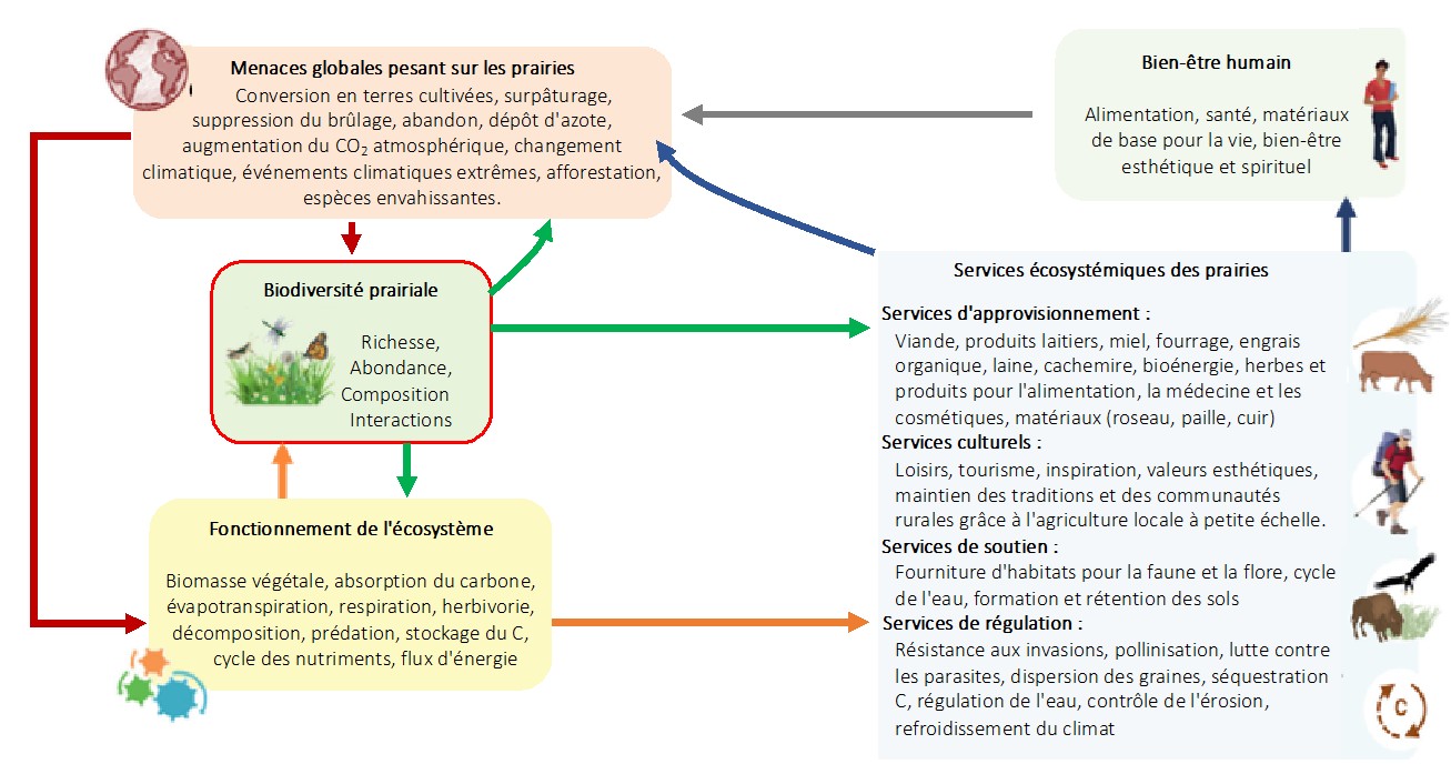 Schéma descriptif