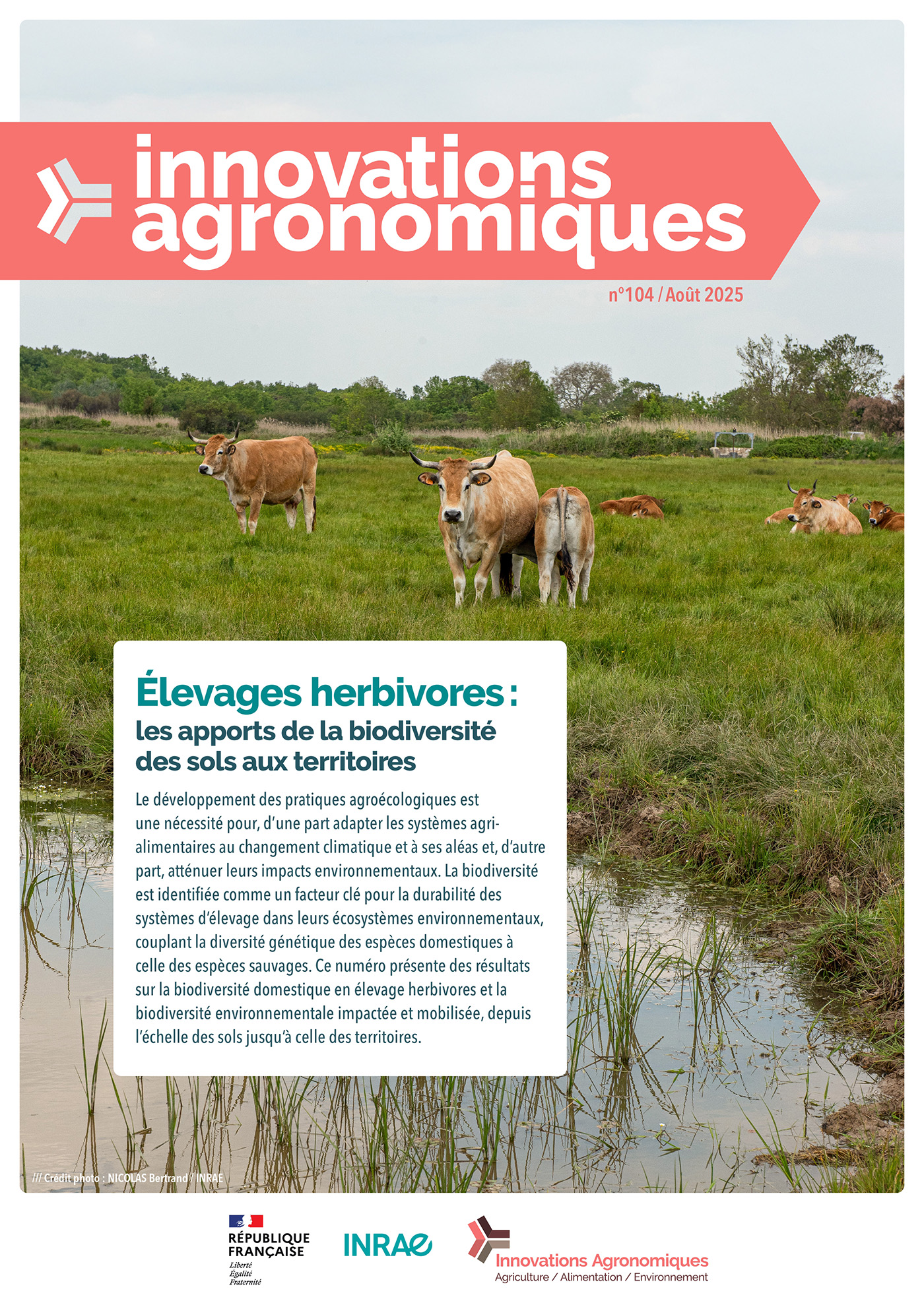vaches parturant dans les champs